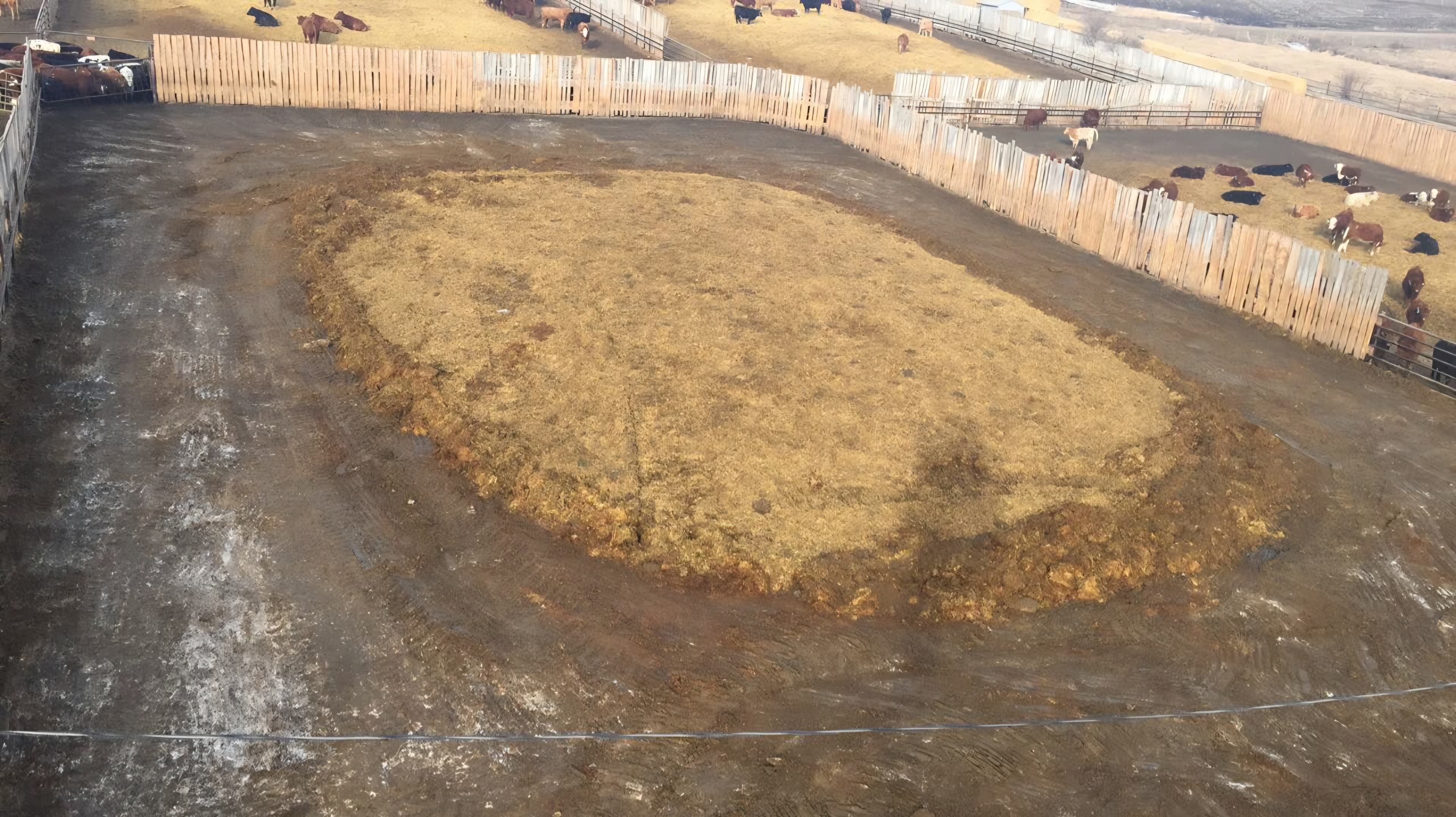 Large hay mound in a muddy cattle pen surrounded by wooden fences and cows.