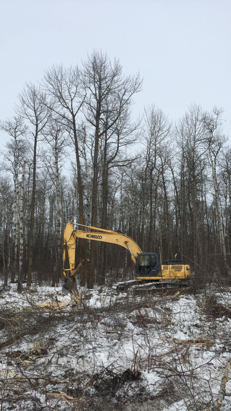 Yellow Kobelco excavator clearing brush in a snowy forest with tall, bare winter trees.